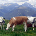 Cows